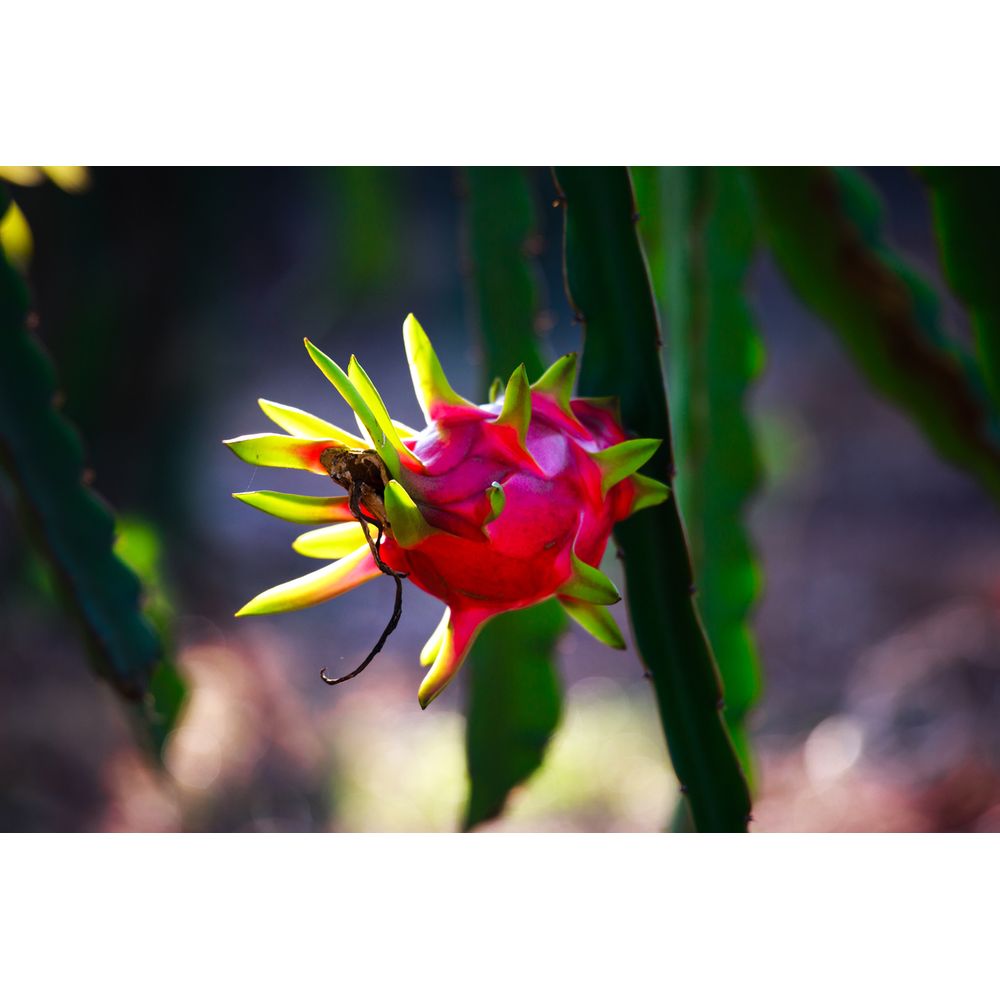 Planta Natural Pitaya Vermelha Pote 20 Veiling - Big Coisas - Mobile