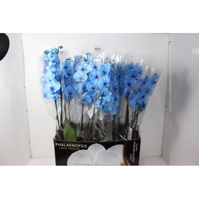 FLOR NATURAL - ORQUIDEA / PHALAENOPSIS ESPECIAL P12 TINGIDA AZUL 2 HT - Big  Coisas - Mobile