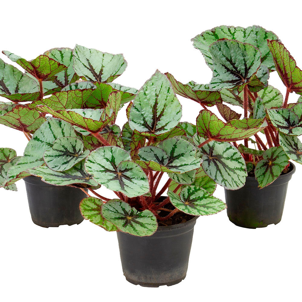 Flor Natural Begonia Rex Pote 06 - Big Coisas - Mobile